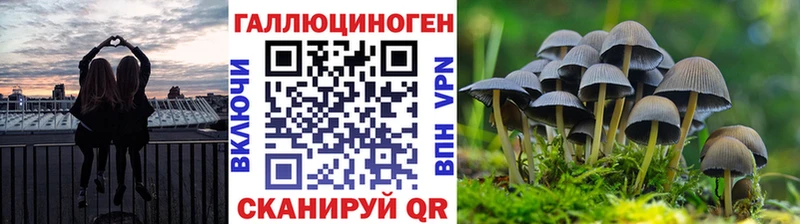 купить сайты Почеп Псилоцибиновые грибы Psilocybine cubensis